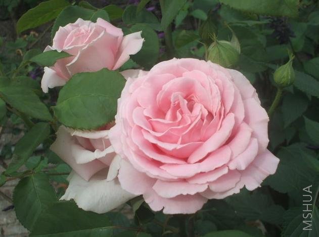 Frederic Mistral.jpg