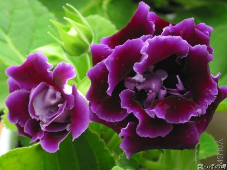 flower389.jpg