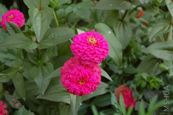 ������С DSC_0042.JPG