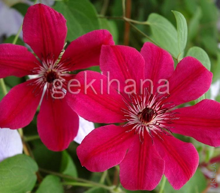 ����`�� С����.jpg