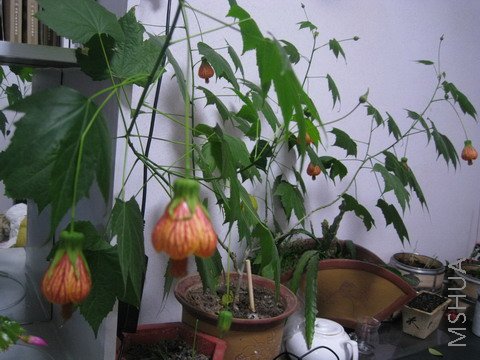 �����ʱ˵�Ǳ�����,��֪���賤,���ڿ�����