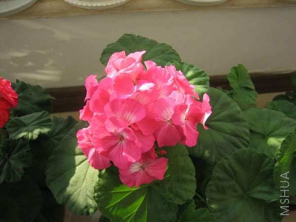 IMG_1395.jpg