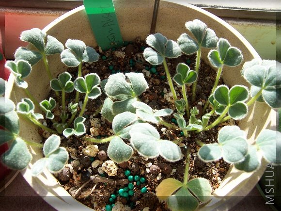 Oxalis melanosticta 'Ken Aslet' 4.jpg