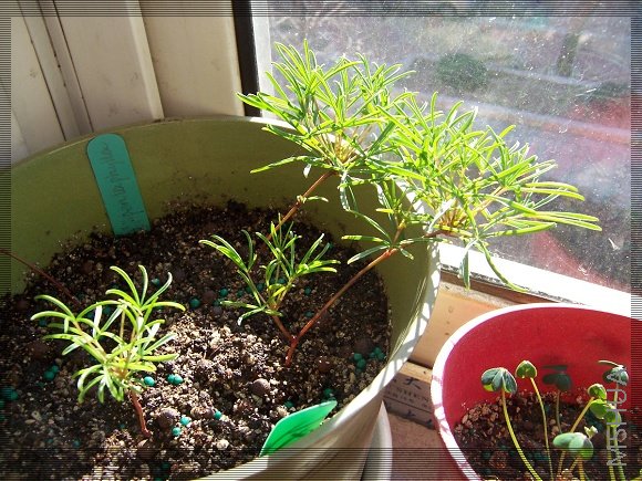 Oxalis pentaphylla3.jpg