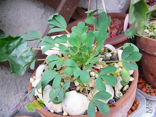 O'haworthioides ɽ髳�7.jpg