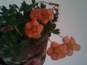 IMG0513A.jpg