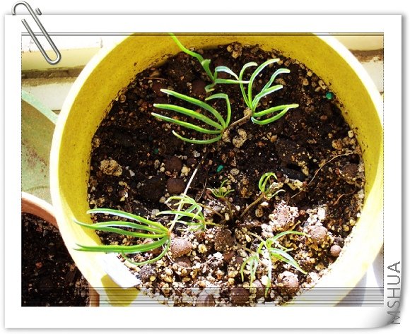 Oxalis Parma pink 3.jpg