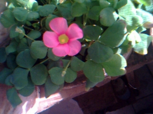 IMG0506A.jpg