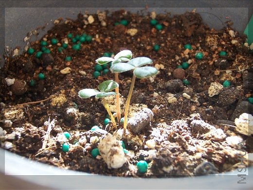 Oxalis brasiliensis 2.jpg