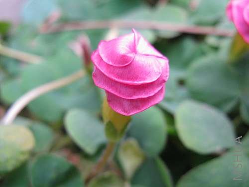 ��-ܽ�ط� 26.jpg