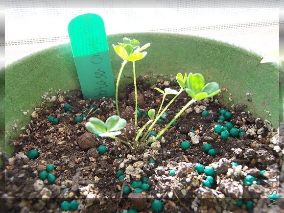 Oxalis obtuse orange 1.jpg