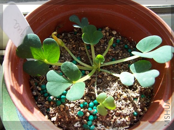 oxalis ambigua 2.jpg