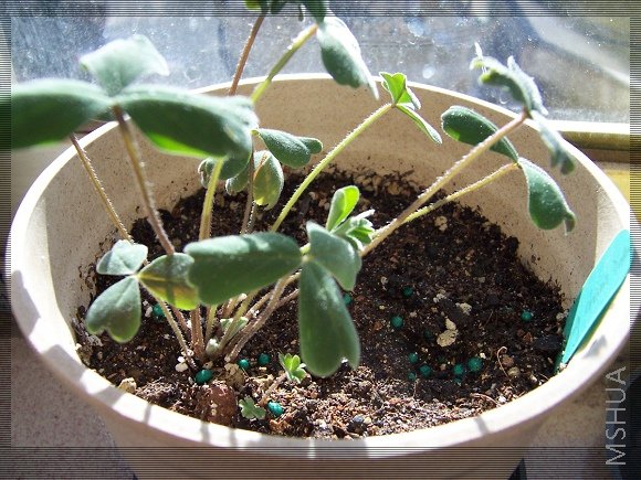 Oxalis comosa��Spring Charm��yellow 2.jpg