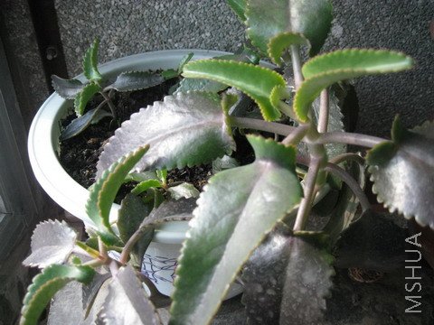 �����͵�,˵���ձ��Ĳ�,���Է��ó�.