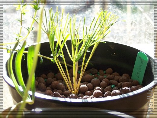 Oxalis Gold Island 2.jpg