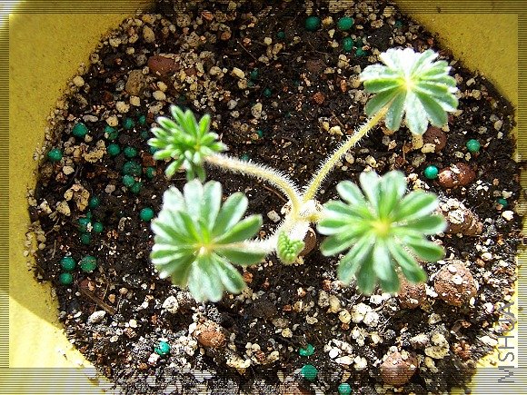 Oxalis tomentosa 2.jpg