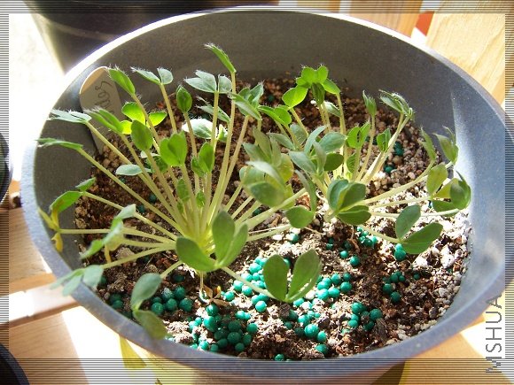 Oxalis haworthioides 2.jpg