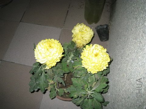 ��֪���ľջ�,���˺ó�ʱ����