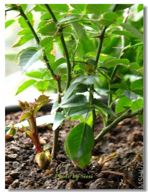 ��3��С��ѿŶ~