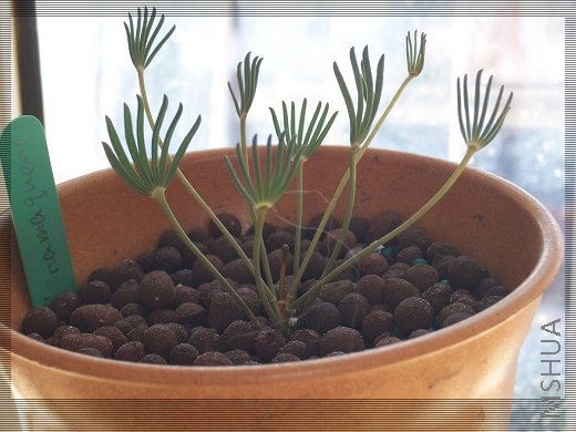 Oxalis namaquana 2.jpg