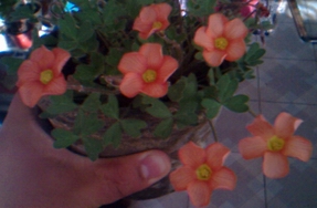 IMG0521A.jpg