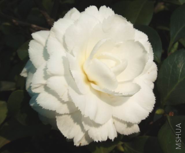 DSCF1772.jpg