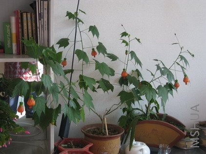 IMG_5351_��С��С.JPG