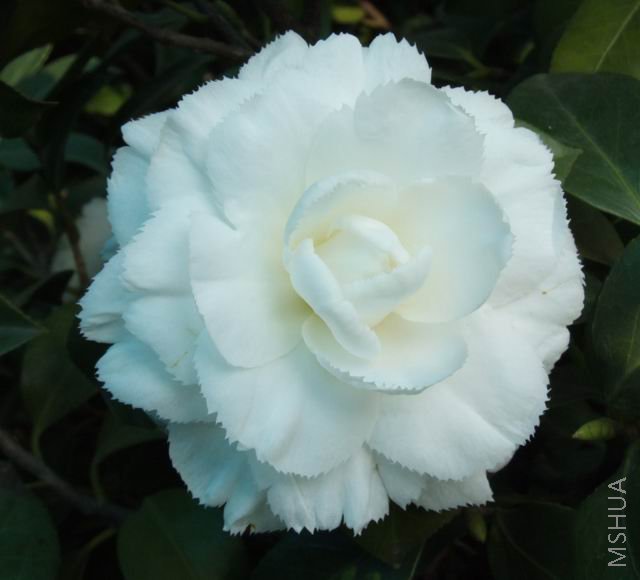 DSCF1776.jpg