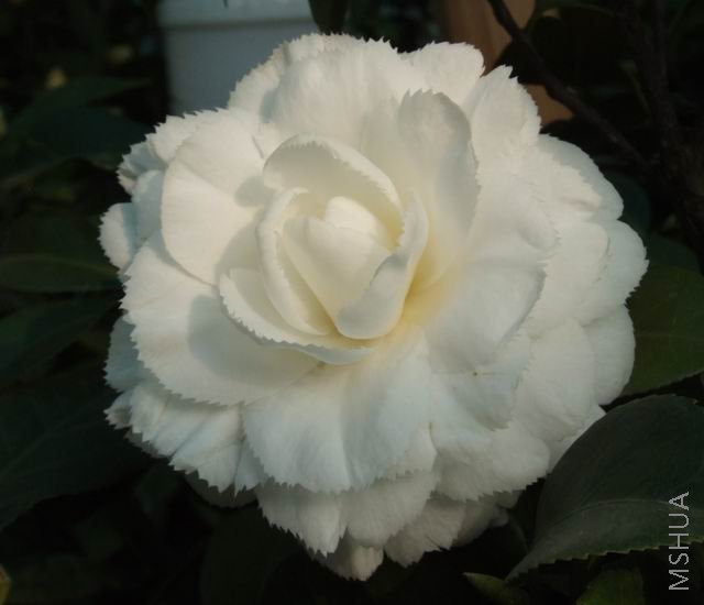 DSCF1745.jpg