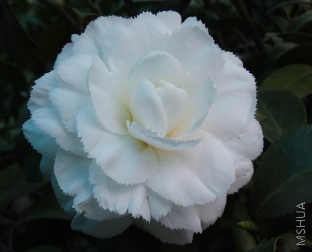 DSCF1709.jpg
