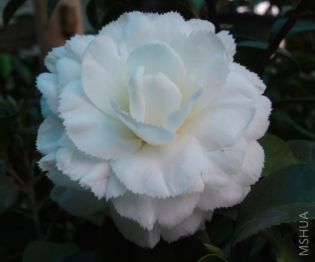 DSCF1715.jpg