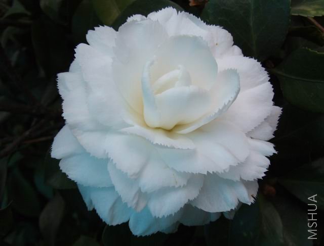 DSCF1720.jpg