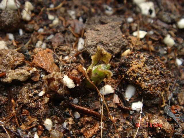 C14 ������
