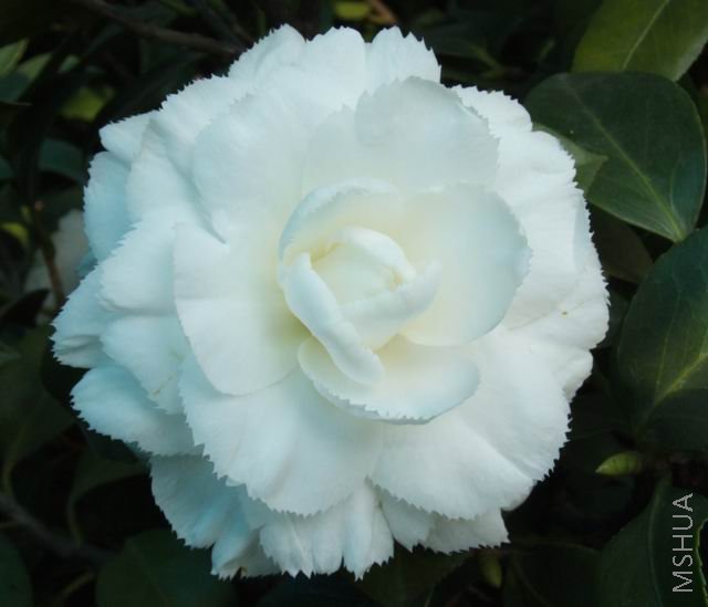 DSCF1774.jpg