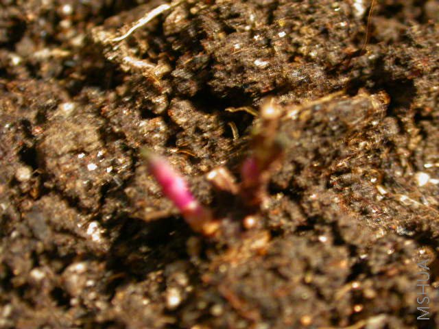 DSCN2958.JPG