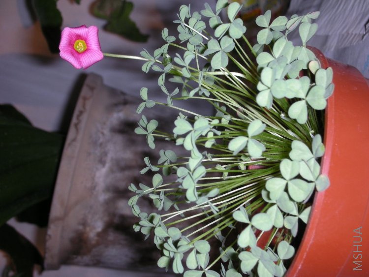 ʵ����ɫ������ȽϽӽ���