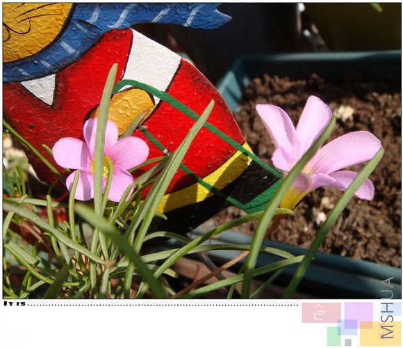 20081216oxalis pollyphylla var pentaphlly2.jpg