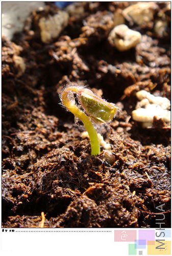 ��G4������rosa���ǲ�����~����