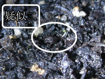 ���ƶ�,���������С������?