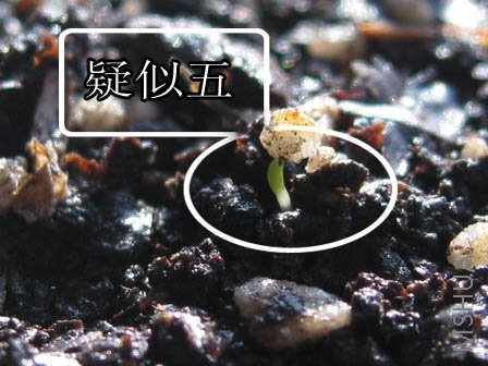 ������,ͷһ��¶��.