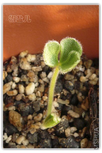 Purpurea Ken Aslet-1.jpg