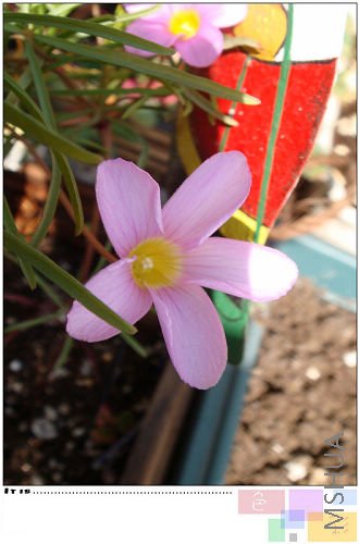 20081216oxalis pollyphylla var pentaphlly3.jpg