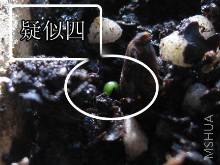 ������,ͷһ��¶��.