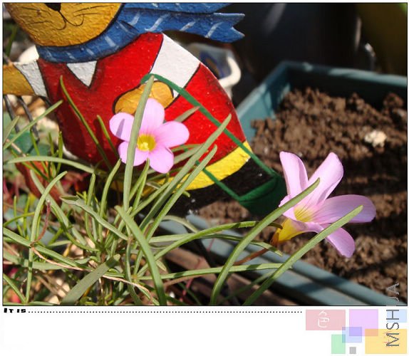 20081216oxalis pollyphylla var pentaphlly5.jpg