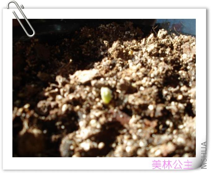 ����������׳��һ��