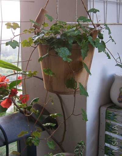 ������צ��С����