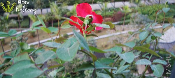 ���忴�ͻ�ͷ����