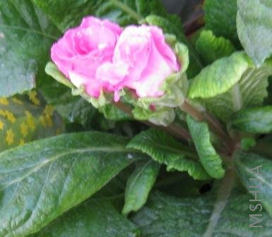 IMG_0579.jpg