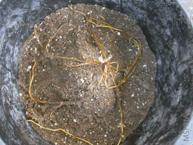 ������ֲ