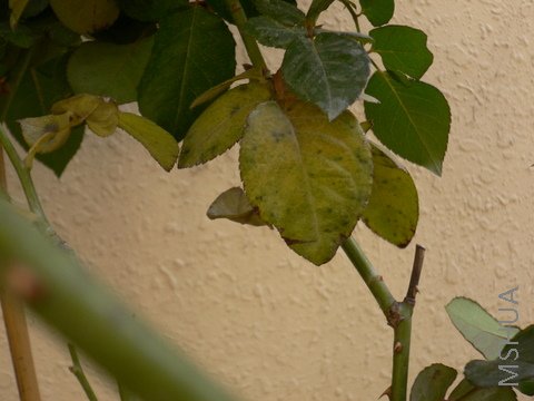 P1040267.JPG